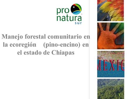 Manejo forestal comunitario en la ecoregión (pino-encino) en el estado de Chiapas.
