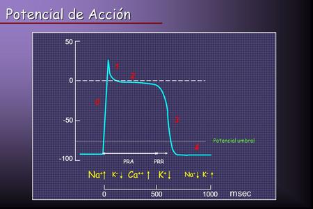 Potencial de Acción msec Na+ Ca++ mV K+