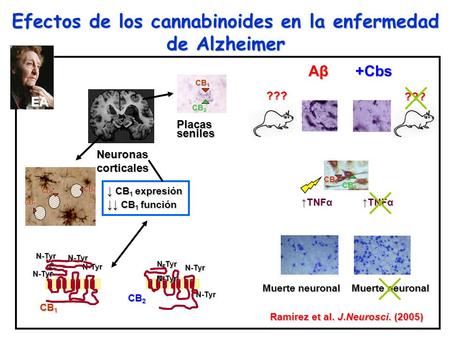 Efectos de los cannabinoides en la enfermedad de Alzheimer