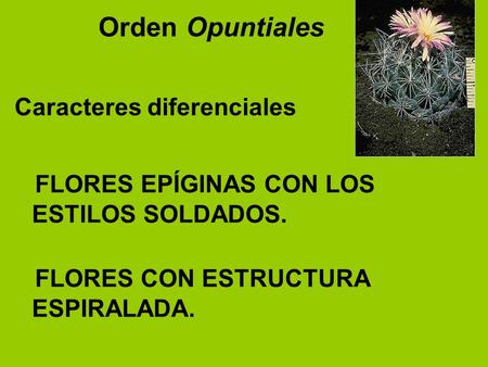 Orden Opuntiales Caracteres diferenciales