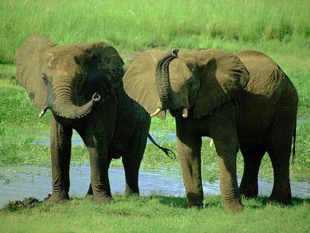 Elvis, el Elefante. Elvis, el Elefante El más grande de los animales de tierra. Peso: 5 toneladas.