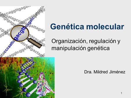 Organización, regulación y manipulación genética Dra. Mildred Jiménez