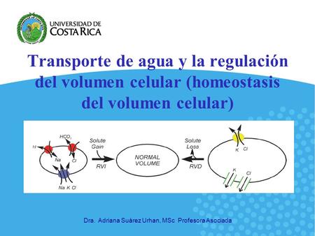 Transporte de agua y la regulación del volumen celular (homeostasis del volumen celular) Dra. Adriana Suárez Urhan, MSc Profesora Asociada.