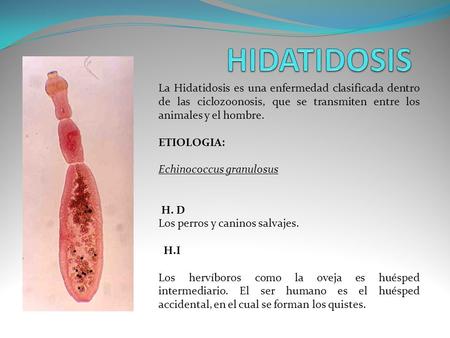 HIDATIDOSIS La Hidatidosis es una enfermedad clasificada dentro de las ciclozoonosis, que se transmiten entre los animales y el hombre. ETIOLOGIA: Echinococcus.