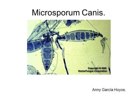 Microsporum Canis. Anny García Hoyos..