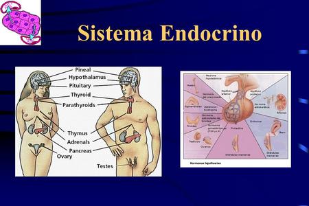 Sistema Endocrino.