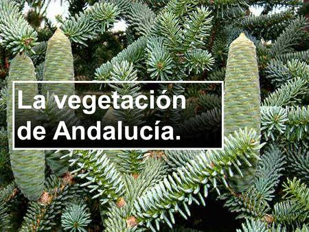 La vegetación de Andalucía.