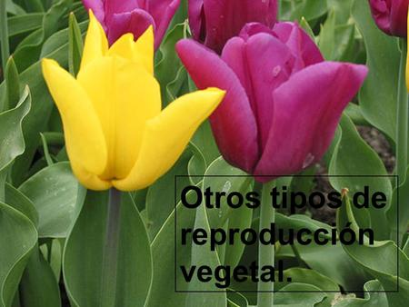 Otros tipos de reproducción vegetal.