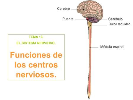 Funciones de los centros nerviosos.