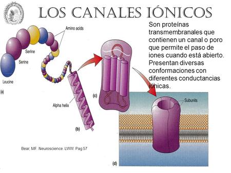 Los canales iónicos Son proteínas transmembranales que contienen un canal o poro que permite el paso de iones cuando está abierto. Presentan diversas conformaciones.