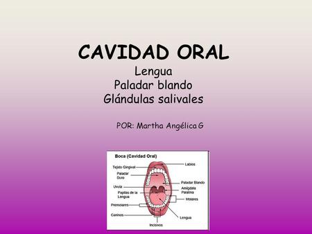 CAVIDAD ORAL Lengua Paladar blando Glándulas salivales