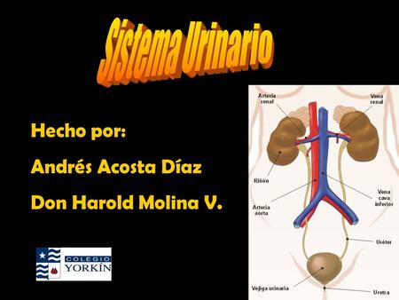 Sistema Urinario Hecho por: Andrés Acosta Díaz Don Harold Molina V.