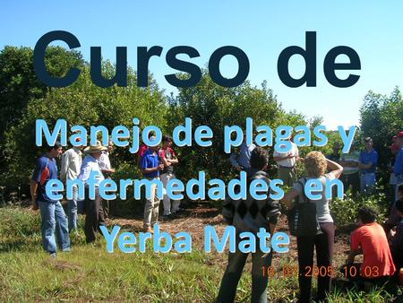 Manejo de plagas y enfermedades en Yerba Mate