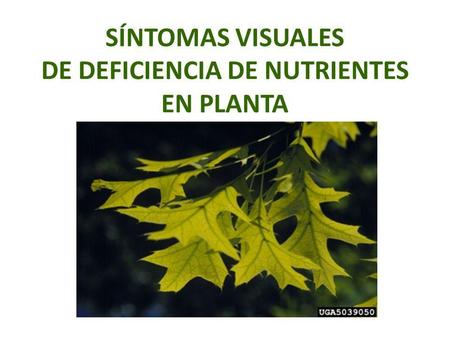 SÍNTOMAS VISUALES DE DEFICIENCIA DE NUTRIENTES EN PLANTA