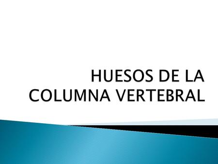 HUESOS DE LA COLUMNA VERTEBRAL