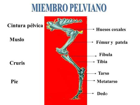 MIEMBRO PELVIANO Cintura pélvica Muslo Cruris Pie Huesos coxales