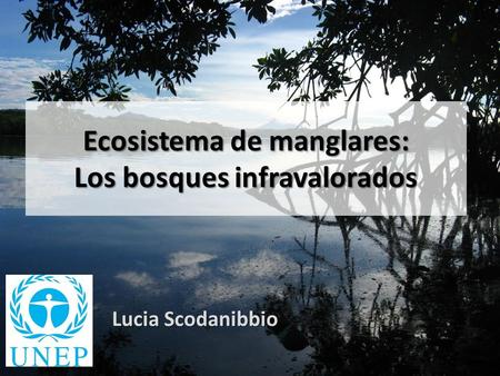 Ecosistema de manglares: Los bosques infravalorados