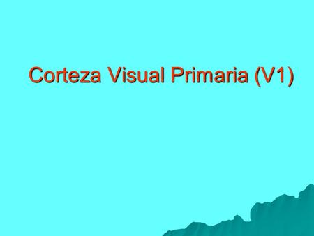 Corteza Visual Primaria (V1)