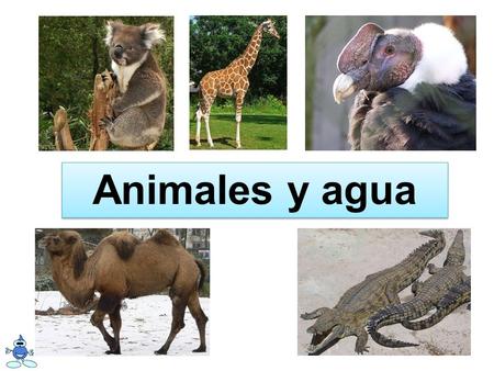 Animales y agua.