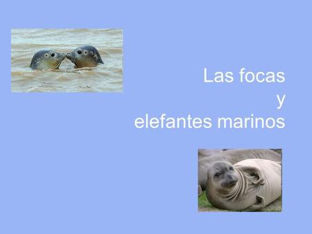 Las focas y elefantes marinos