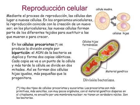 Reproducción celular División bacteriana.