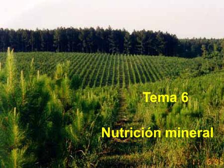 Tema 6 Nutrición mineral.