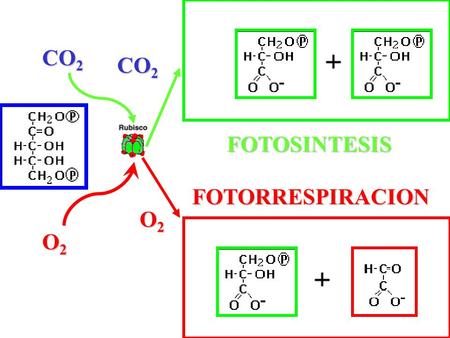 CO2 CO2 FOTOSINTESIS FOTORRESPIRACION O2 O2.