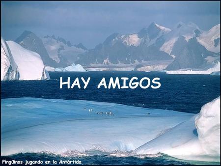 HAY AMIGOS Pingüinos jugando en la Antártida.