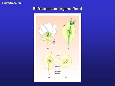 El fruto es un órgano floral