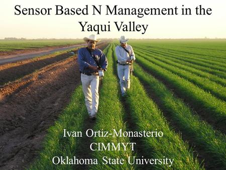 Sensor Based N Management in the Yaqui Valley Ivan Ortiz-Monasterio CIMMYT Oklahoma State University.