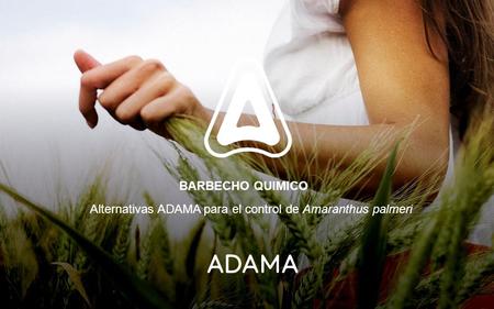 Alternativas ADAMA para el control de Amaranthus palmeri BARBECHO QUIMICO.