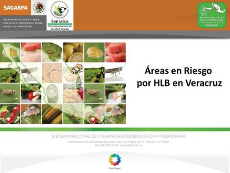 Áreas en Riesgo por HLB en Veracruz. Desde la detección en Puebla de Psílidos infectivos el 26 agosto de 2011 (en los municipios de Francisco Z. Mena,