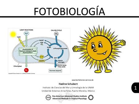 FOTOBIOLOGÍA Nadine Schubert