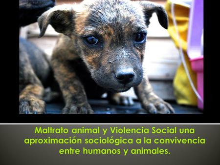Maltrato animal y Violencia Social una aproximación sociológica a la convivencia entre humanos y animales.