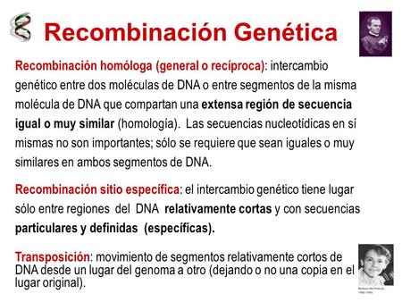 Recombinación Genética Recombinación homóloga (general o recíproca) : intercambio genético entre dos moléculas de DNA o entre segmentos de la misma molécula.