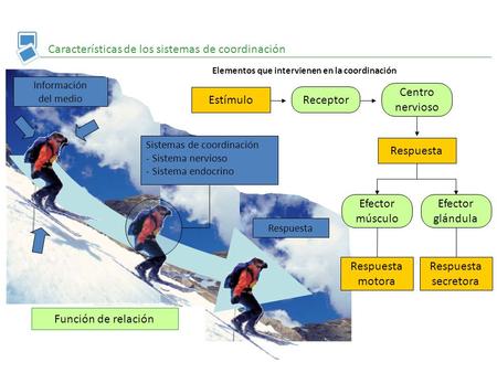 Características de los sistemas de coordinación