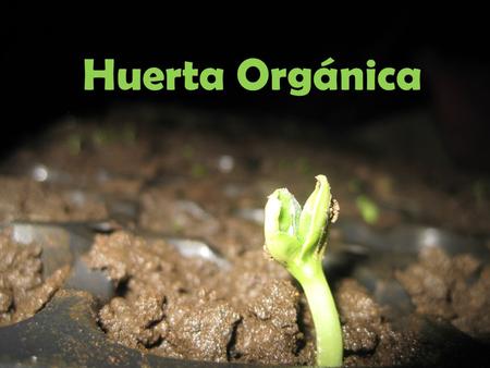 Huerta Orgánica.