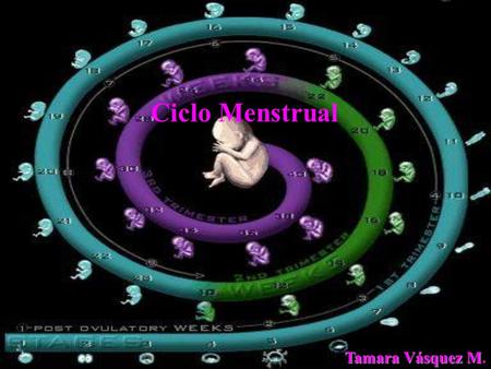Ciclo Menstrual Tamara Vásquez M..