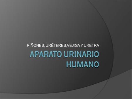 APARATO URINARIO HUMANO