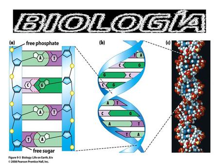 Biotecnología Es la sistematización de los conocimientos y técnicas aplicables a la biología para fines prácticos o comerciales. Gen Bt.