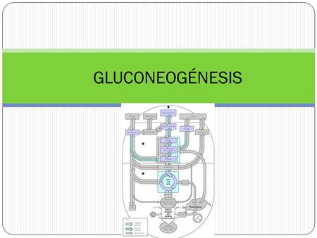 GLUCONEOGÉNESIS.