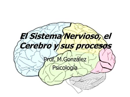El Sistema Nervioso, el Cerebro y sus procesos