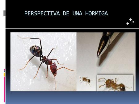 PERSPECTIVA DE UNA HORMIGA. ¿CÓMO NOS VE UNA HORMIGA?