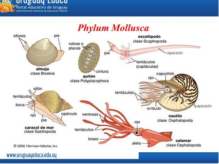Phylum Mollusca caparazón caparazón.