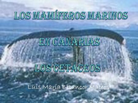 Los Mamíferos Marinos en Canarias Los Cetáceos