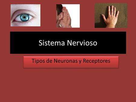 Tipos de Neuronas y Receptores
