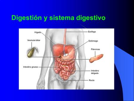 Digestión y sistema digestivo