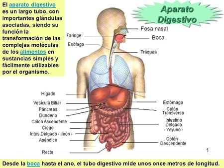 El aparato digestivo es un largo tubo, con importantes glándulas asociadas, siendo su función la transformación de las complejas moléculas de los alimentos.