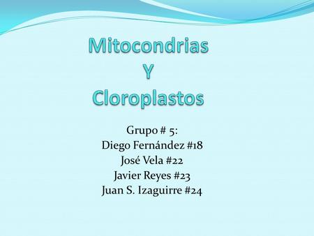 Mitocondrias Y Cloroplastos