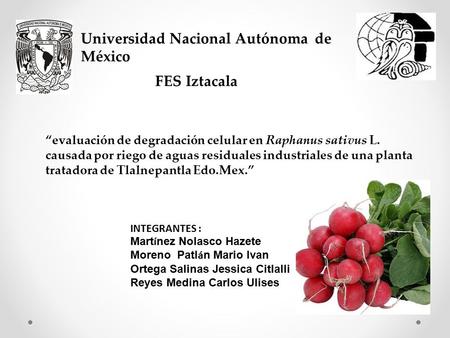 Universidad Nacional Autónoma de México FES Iztacala “evaluación de degradación celular en Raphanus sativus L. causada por riego de aguas residuales industriales.